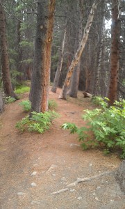 Peaks Trail near Rainbow Lake