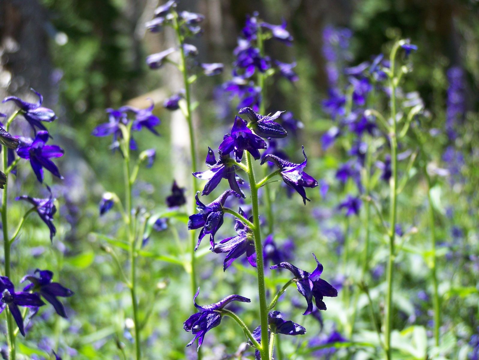 Find Colorado wildflowers at their peak - UCHealth Today